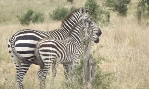 tarangire