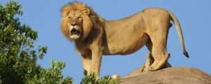 how fast can a lion run