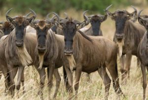Tanzania Wildebeest