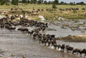 Wildebeest Migration Safari Tours