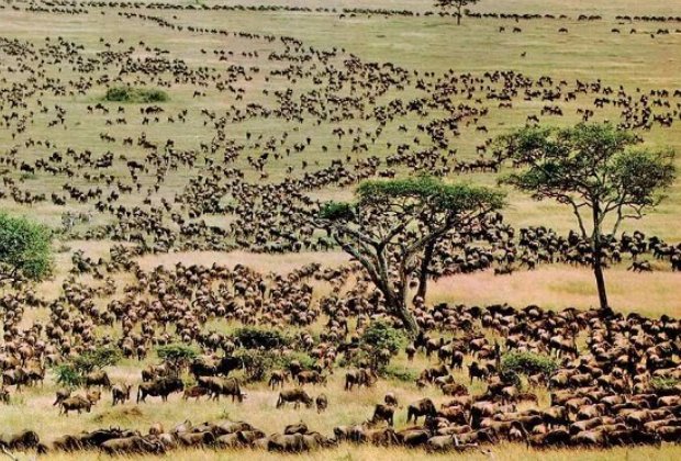Great Wildebeest Migration | Το καλύτερο σαφάρι της Γης