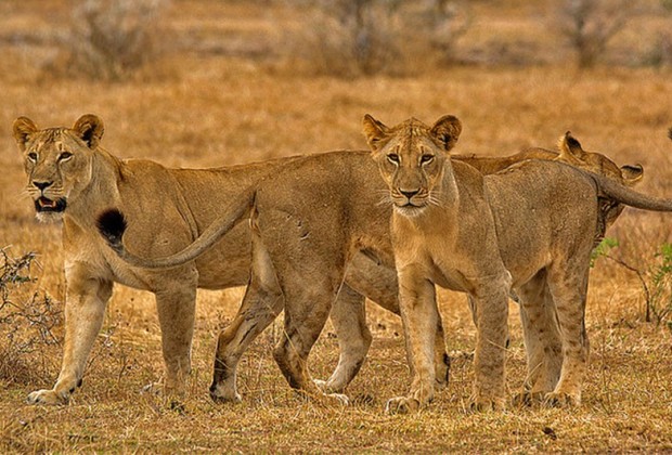 lions of Mikumi
