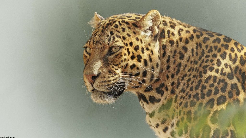 4 days Tanzania safari