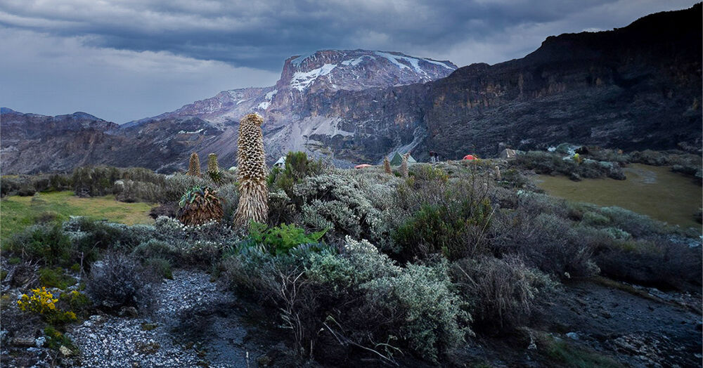 kilimanjaro
