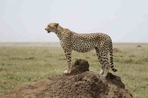 cheetah in serengeti
