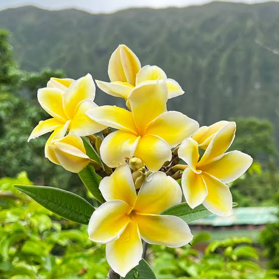 Frangipani (Plumeria)