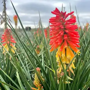 Red hot poker