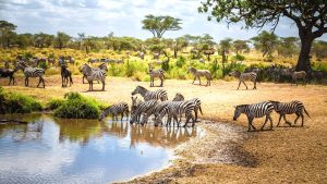 Vacation to Tanzania
