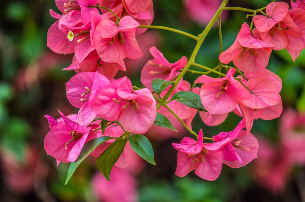 Pink Bougainvillea flower