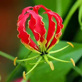 flame lilies