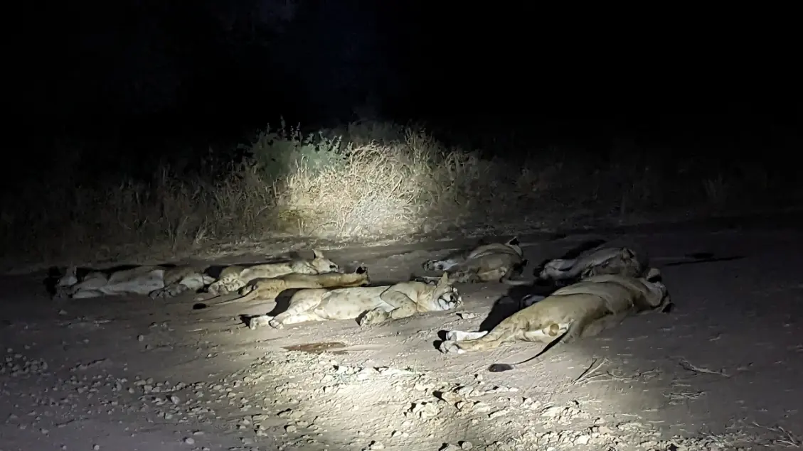 night game drive