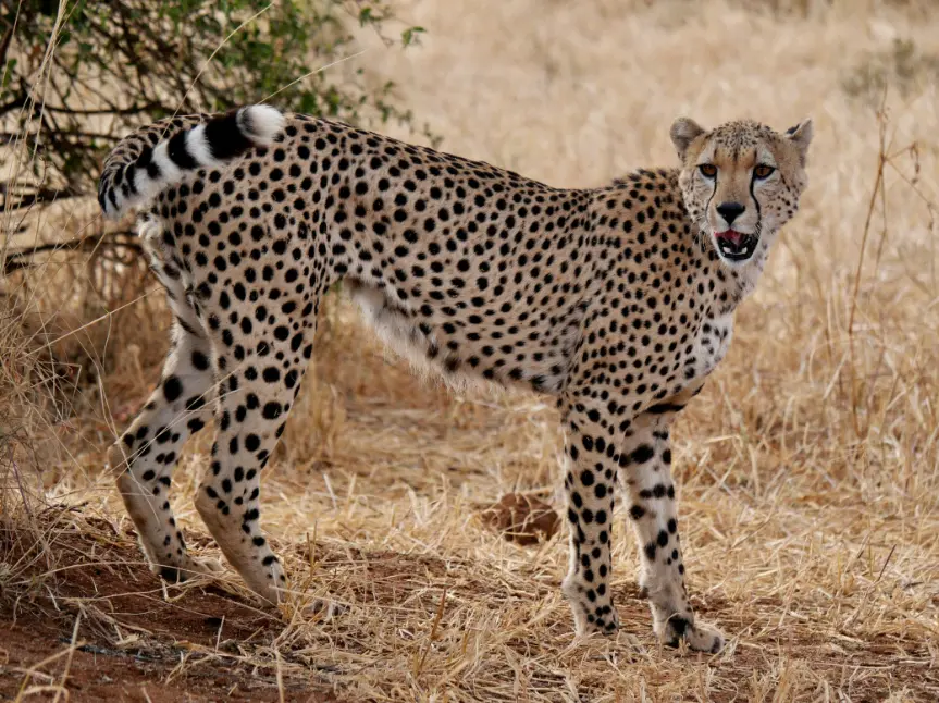 tanzania luxury honeymoon safari tarangire
